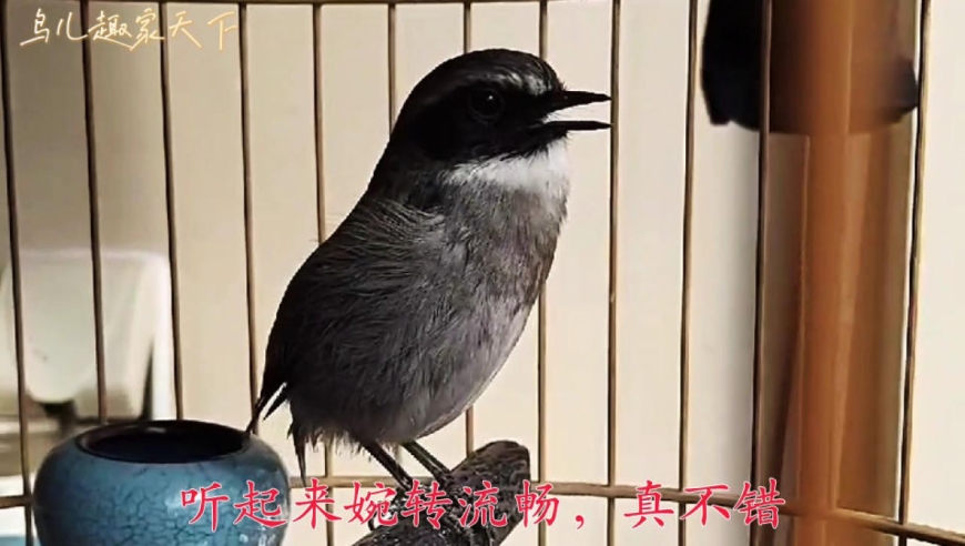 灰灰的小鸟儿挺可爱,四喜花口连连唱,不吵不噪完美流畅