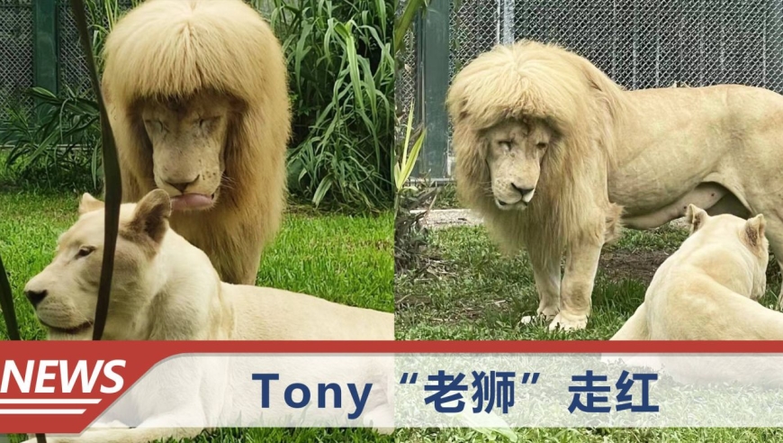 广州动物园一狮子因齐刘海走红,如今发型又变了:小风一吹成中分