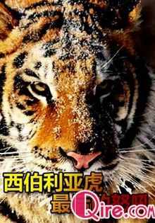 Discovery动物寻奇:西伯利亚虎最后的怒吼