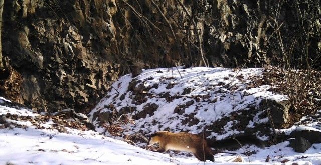 红石林区拍到豹猫和黄喉貂的影像资料