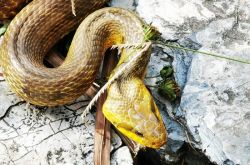 北京静源公園には長さ2メートルのヘビがいて、観光客を魅了しています！専門家：これは良いことです