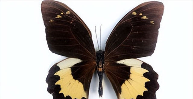 关于稀有的红斑美凤蝶,了解多少