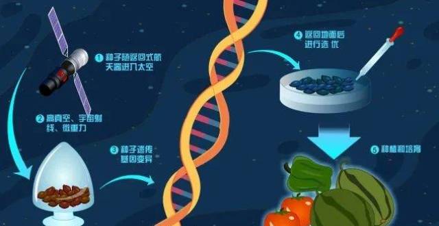 那些曾经去过太空的种子怎么样了？_腾讯新闻