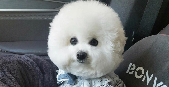 怎么区分你家狗是把你当"父母",还是当"孩子"?养猫交过什么智商税吗?