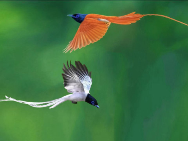 拍到两种寿带鸟比美,争相追求雌鸟,像凤凰一样飞翔的姿态太美了