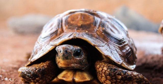 乌龟的硬壳怎么来的?科学家百思不得其解,成进化论的终极bug