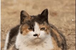 猫卿の歌歌詞（12日更新）