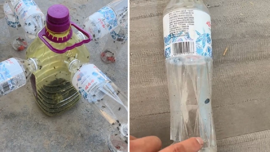 男子用塑料瓶自制捕蝇神器,轻松捕获大量苍蝇,教程来了