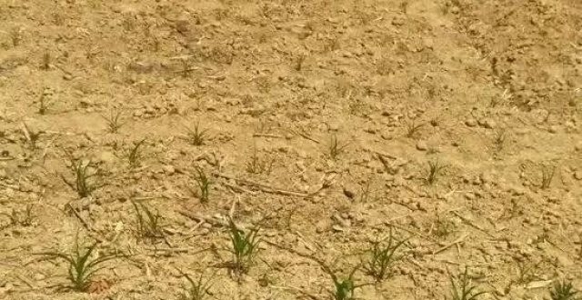 高温天气,如何判断玉米苗需不需要浇水?老农教你正确方法