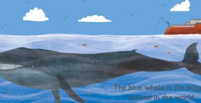 绘本|w表示鲸鱼(w is for whale)