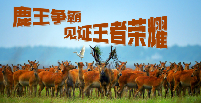 "鹿王争霸"激情上演 直播讲述"世遗"大丰故事