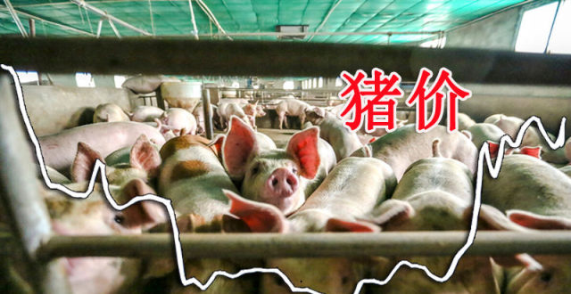 预警！猪价横盘偏强，消费掣肘限制猪价“飞天”！7月2日猪价！_腾讯新闻