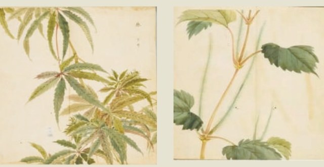 植物中的百家姓：以麻为姓 富足与清宁同在_腾讯新闻