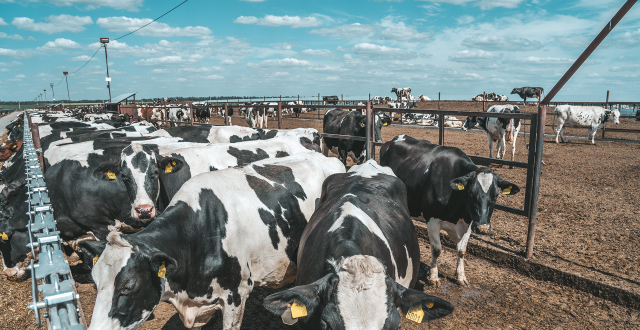 地产商"吹牛"吹出一个ipo,认养一头牛用微商模式卖奶,比蒙牛伊利还贵