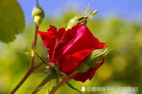 22年7月12日十二生肖今日运势查询 腾讯新闻