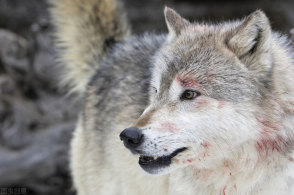 野豬野生動物保護法野豬進莊稼地,把莊稼拱了,受到的損失由誰來承擔?