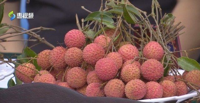让“小荔枝”变“致富果” 助力乡村振兴_腾讯新闻