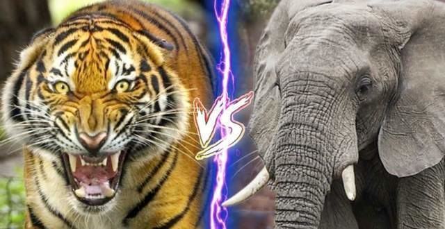 盘点世界上最毒的10种蜘蛛