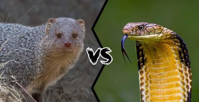 蛇獴vs眼镜王蛇,当老蛇克星遇到蛇中之王,谁会笑到最后呢?