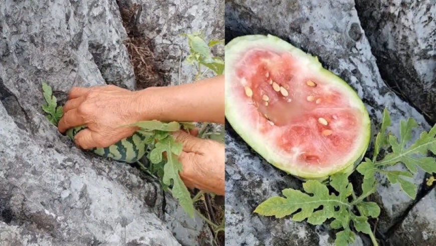 女子在石缝中发现"野生西瓜",带着工具切开后发现意外惊喜