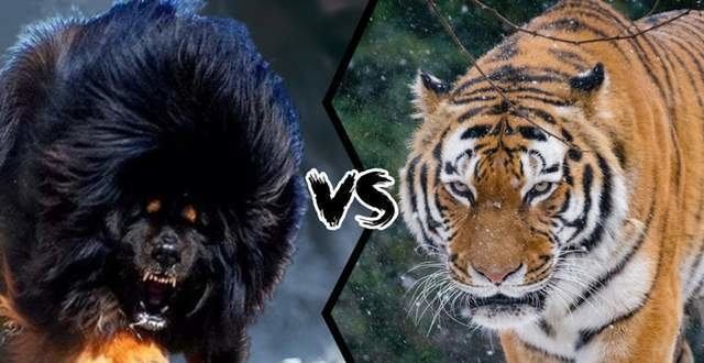 鬼獒vs东北虎,当犬科老大遇到猫科二弟,谁会笑到最后呢?