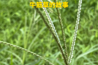 禾本科穇属的牛筋草随处可见，你知道它的表哥是谁吗？_腾讯新闻