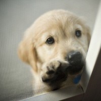 不断尾的柯基依然萌,小尾巴可溜了