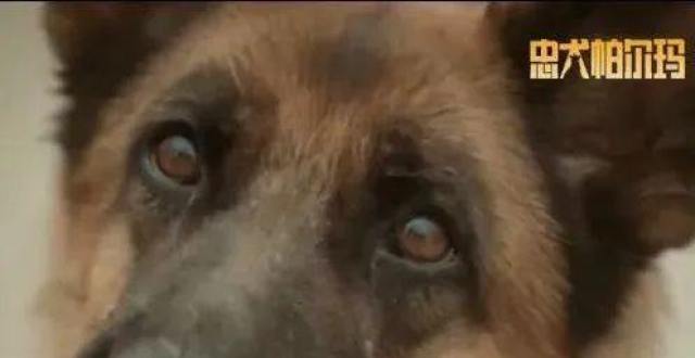 真狗真事真感情！《忠犬帕尔玛》上映 温暖治愈_腾讯新闻