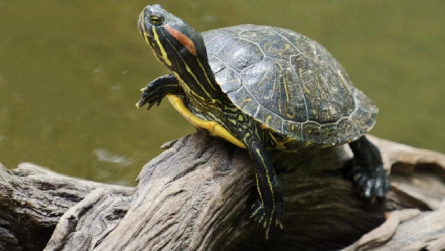看似憨厚的巴西龟却能凶残猎食本土生物,外来物种破坏力超乎想象