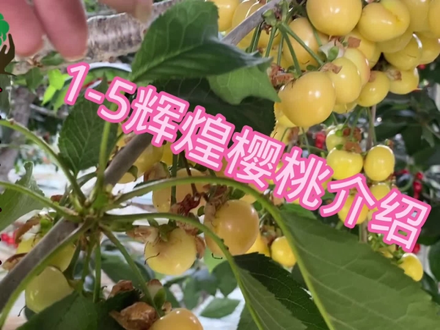 1年生吉17砧木火箭櫻桃苗報價 火箭櫻桃樹的授粉樹搭配比例