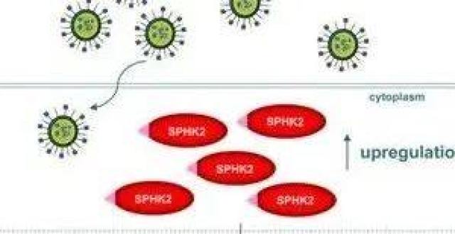PLoS Pathog｜吴建国团队在流感病毒调控干扰素机制研究方面取得新进展_腾讯新闻