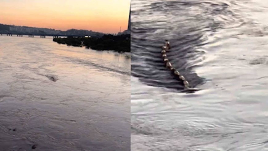 韩国汉江现水怪?身上有一段段关节,长达10米灵活自如