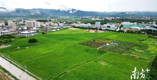 潮南“啃”荒记丨陇田镇：撂荒耕地“醒”了，村集体经济“稳”了_腾讯新闻