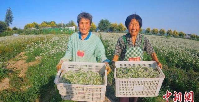 河北武邑调整种植结构 逾3000亩韭菜助农增收_腾讯新闻