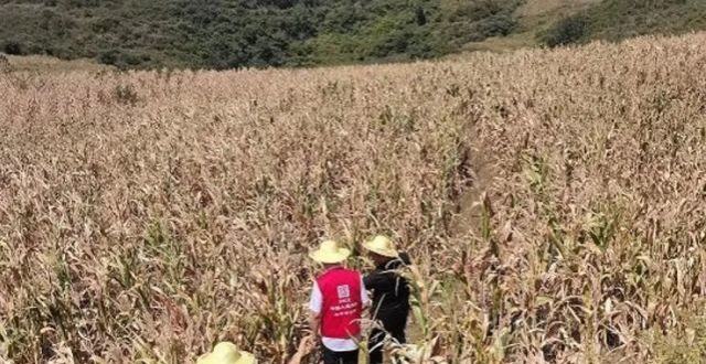 高温天旱，黔西市农作物受灾，人保财险对玉米旱灾农户支付首笔保险赔款_腾讯新闻