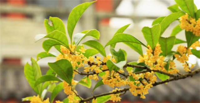 桂花为何叫作木樨？木樨美词四首，赏读清秋桂花香_腾讯新闻