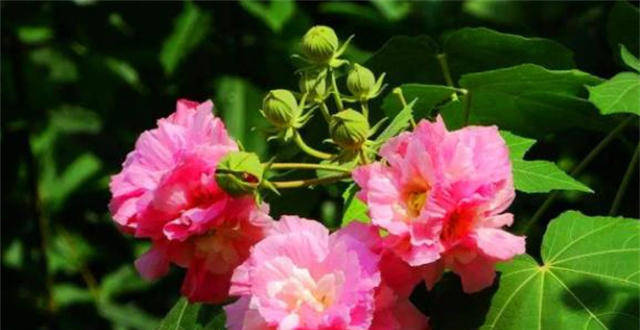 晚秋春色木芙蓉古诗六首：一枝枝似一团霞，春色入秋寒更鲜_腾讯新闻
