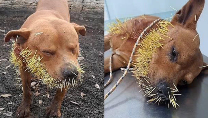 宠物狗单挑豪猪惨败,脸上被数百根刺扎成"刺猬",表情生无可恋