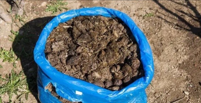 俗语：牛粪寡，马粪肥，鸡粪是个“大恶鬼”，啥意思？有道理吗？_腾讯新闻
