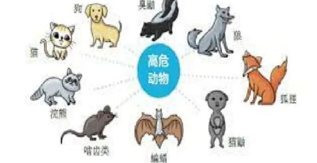 狂犬病能够被根除吗？_腾讯新闻