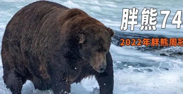 实力“熊厚”！635公斤胖熊成为年度最胖熊，也是世界最胖熊之一_腾讯新闻