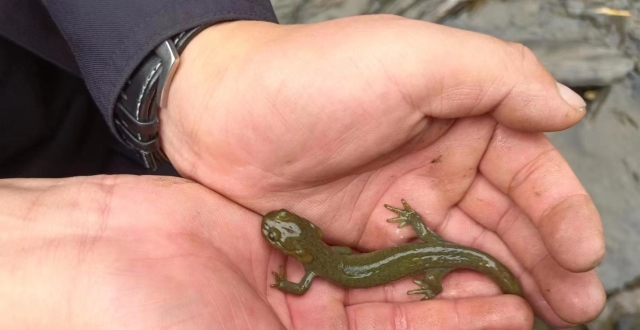 堪称“生物活化石”！中国特有物种西藏山溪鲵遭非法捕售制成干品，7人被抓_腾讯新闻