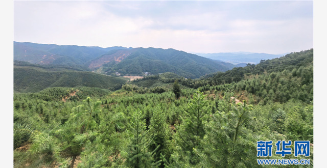 聚焦高质量发展丨守护生态家底 巧做山水文章——江西省国有林场探索绿色发展新路径_腾讯新闻