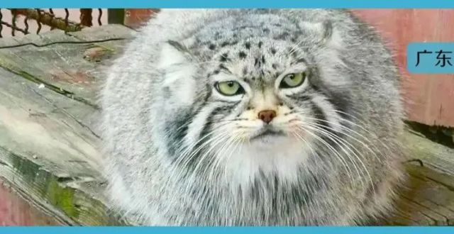 萌翻了！除了“兔狲”，猫界竟然还有这么多神兽？个个都是“网红”……_腾讯新闻