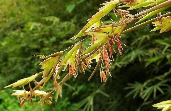 箭竹花图片欣赏图片