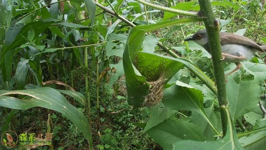 灰胸山鹪莺育雏第1天:这种鸟不是缝叶莺,却会用叶子筑巢