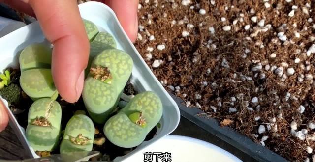 生石花多肉植物如何播种？你们要的播种教程来了！_腾讯新闻