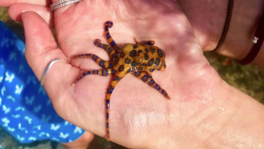 山姆店买到蓝环章鱼,蓝环章鱼有多毒?是否攻击人?