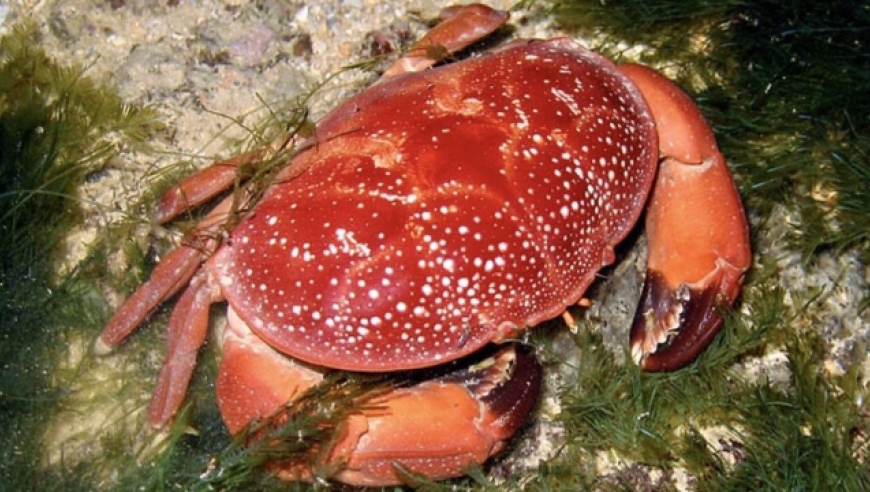 剧毒的它为何取名正直爱洁蟹?怪名字大有学问