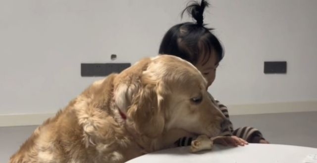 狗叼骨头放玩具车上女子好奇，再放桌上时明白了：是宠物更是家人_腾讯新闻